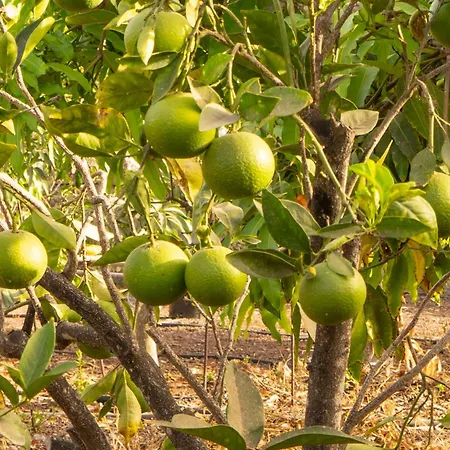 Fincateza * Salobre (Gran Canaria)